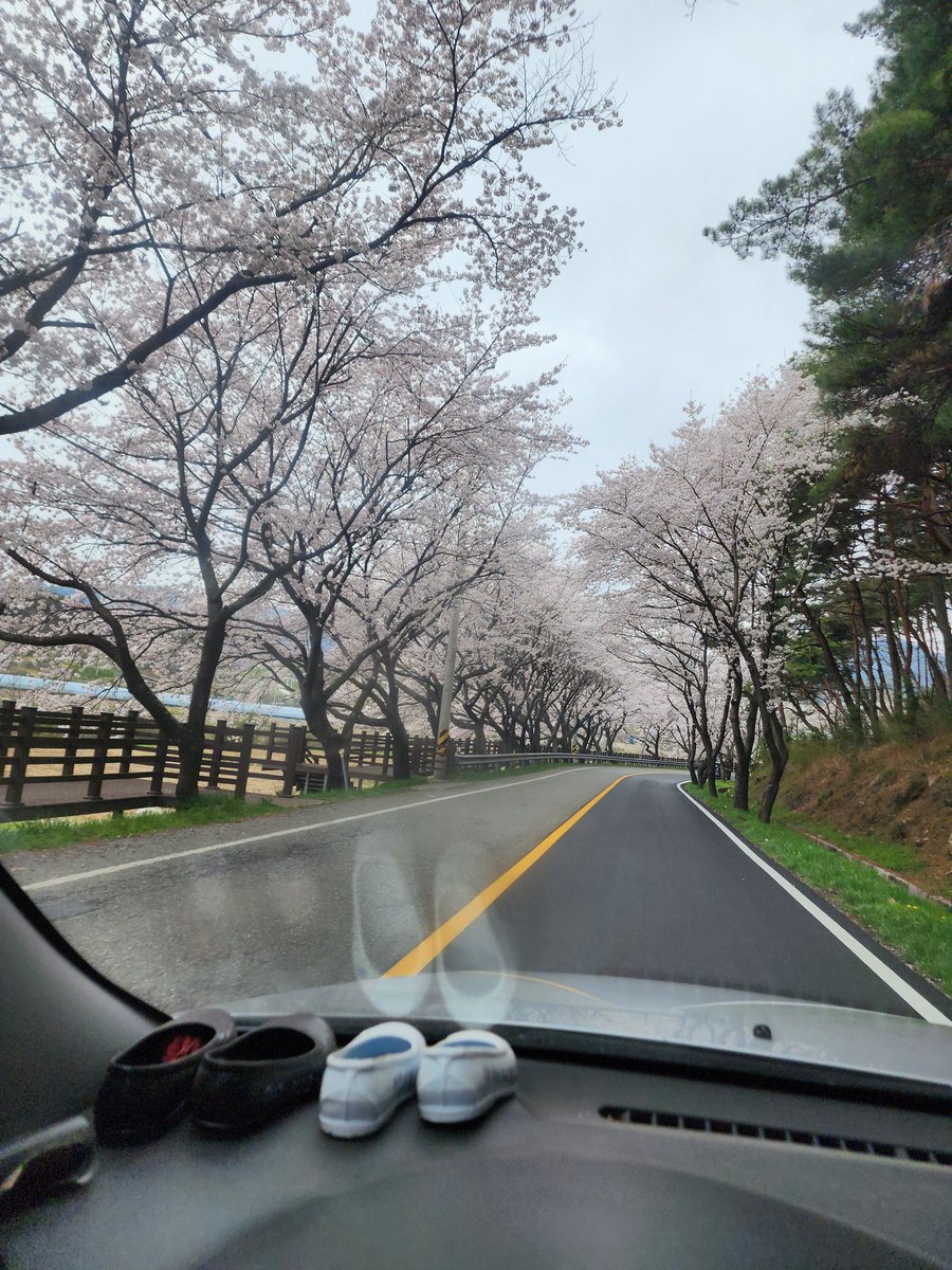 벗꽃의 만개
떨어지는 꽃잎
하룻밤의 꿈
일장춘몽 
세월 참.....