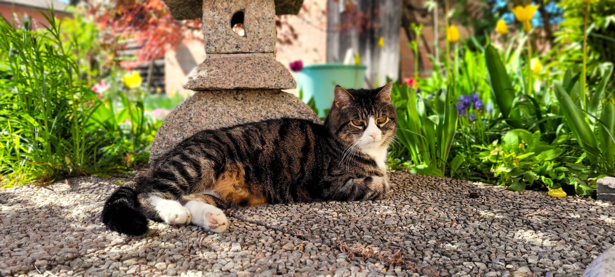 It's warm like in summer!🌞🥵Just manage half a loaf😸Now the Sahara dust is also coming, the sky has a strange colour😼☁️ Happy #kittyloafmonday pals💗 Stay safe and healthy! #CatsOfTwitter @madridnantes #SuperSeniorCatsClub #Hedgewatch #tabby #TABBYSWEETNESS