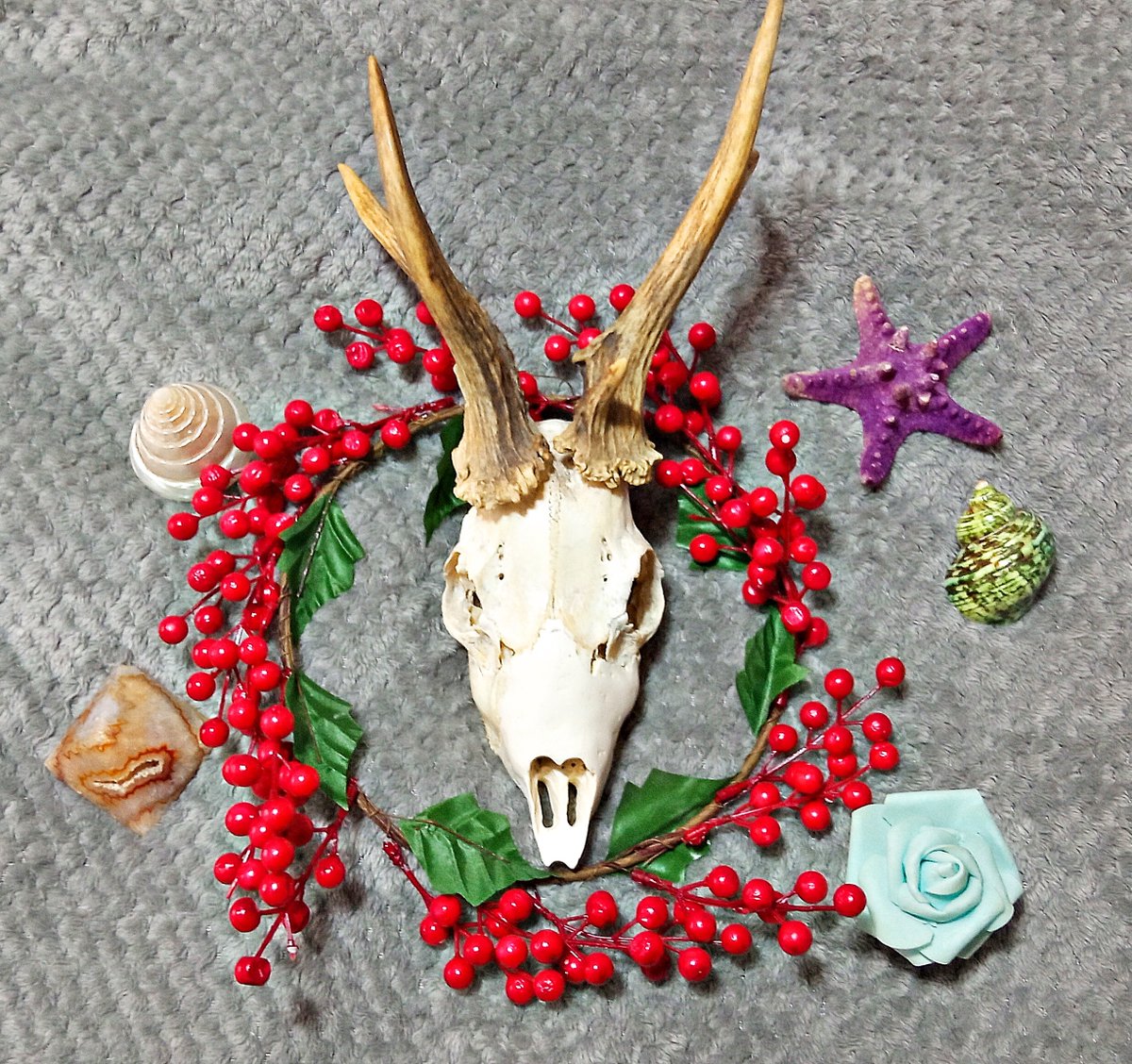 Os recuerdo que estoy vendiendo calaveras y cornamentas de corzo (encontradas en la naturaleza) en mi tienda etsy.com/es/shop/redvol…