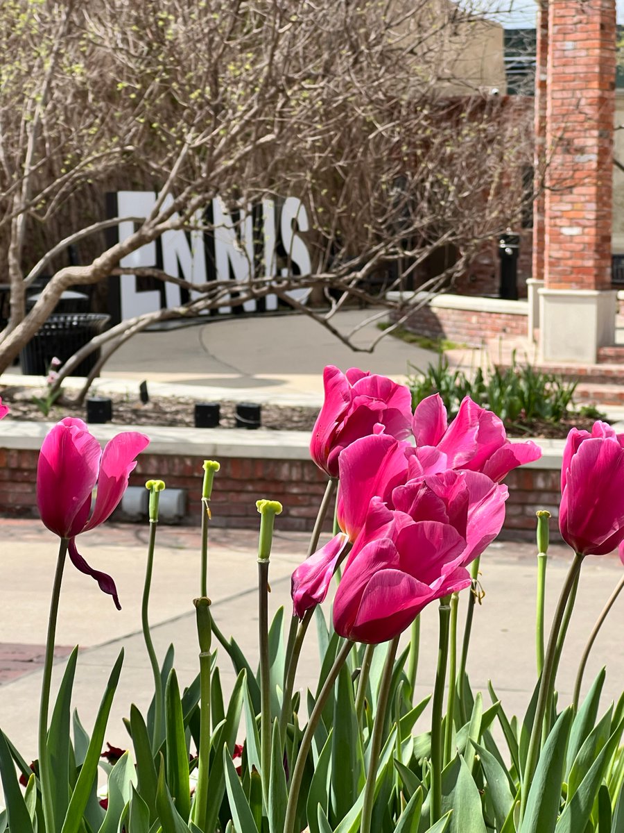 aardvarktx's tweet image. For the past year, Aardvark has been positioning the City of Ennis, located just 30 miles south of Dallas, as the premier site to view the total solar eclipse TODAY, which has attracted people from all over the world. #Eclipse2024 #EnnisTX