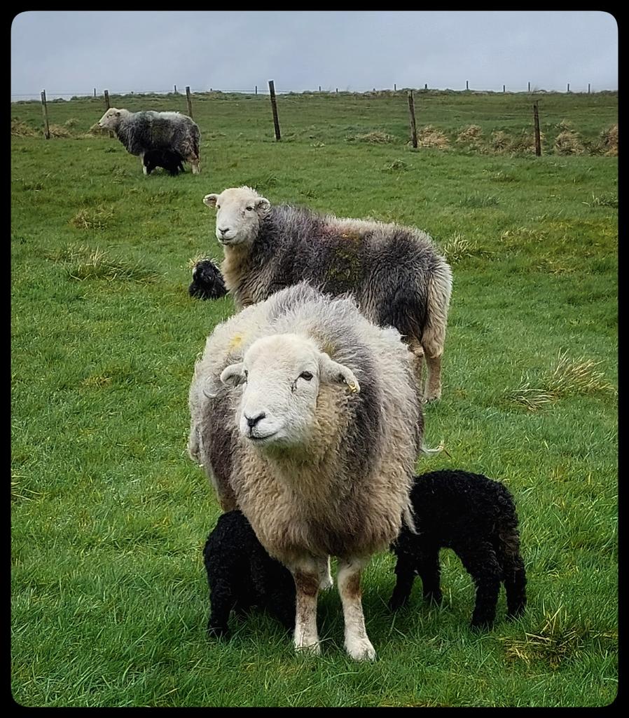 Bracken with a huge smile on her face. Glad to be out of the lambing shed on some fresh grass with her new little family & joining the rest of the flock who have braved #StormKathleen and taken great care of their new borns. #herdwicks #hillfarm #lambing #peakdistrict