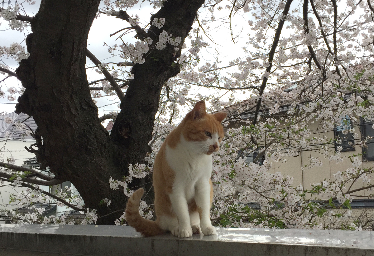 kumono38's tweet image. #猫  #桜 #花見 
お花見だニャン