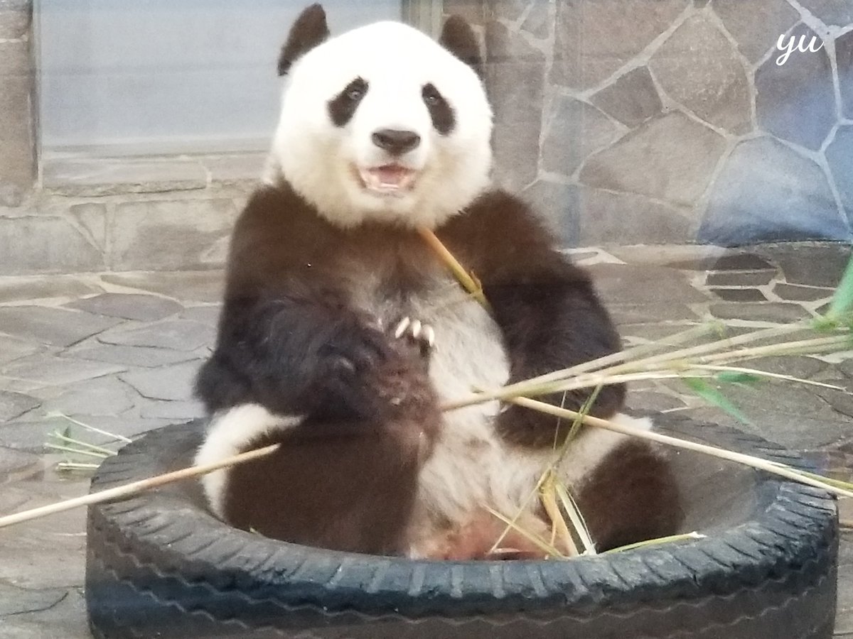 たんたんさん - Search / X