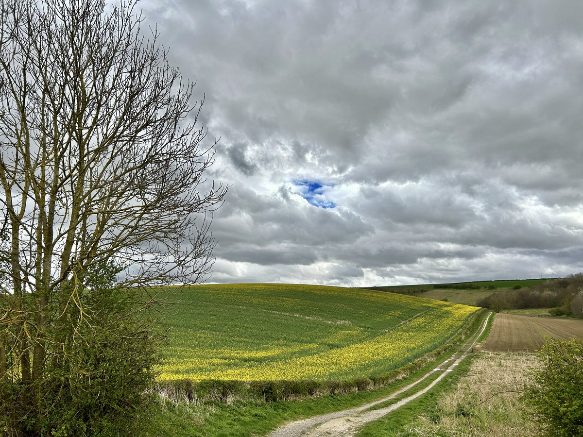 Angry Clouds On The Wolds. 15°C and rather mild. Oilseed in flower.