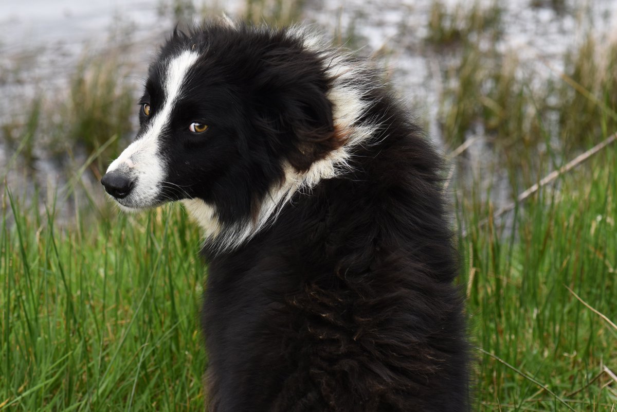 Phoebe giving me the evil eye, think she was planning something when I called her name !!! #dogs