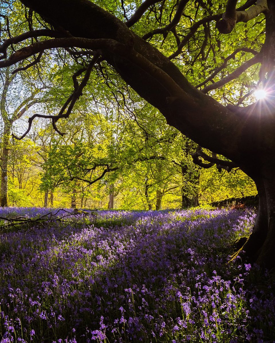 In just a few short weeks, woodlands across the South of Scotland will be bathed in fragrant native bluebells. Don't miss their magical display, a true feast for the senses! 📍Carstramon Wood, Dumfries & Galloway 📸lass_wit_camera #Scotland