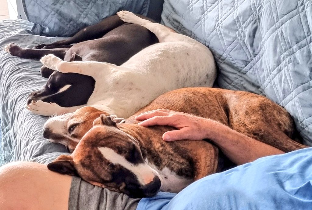 Girls, girls, girls! 🥰 #staffy #staffie #amstaff #doglife