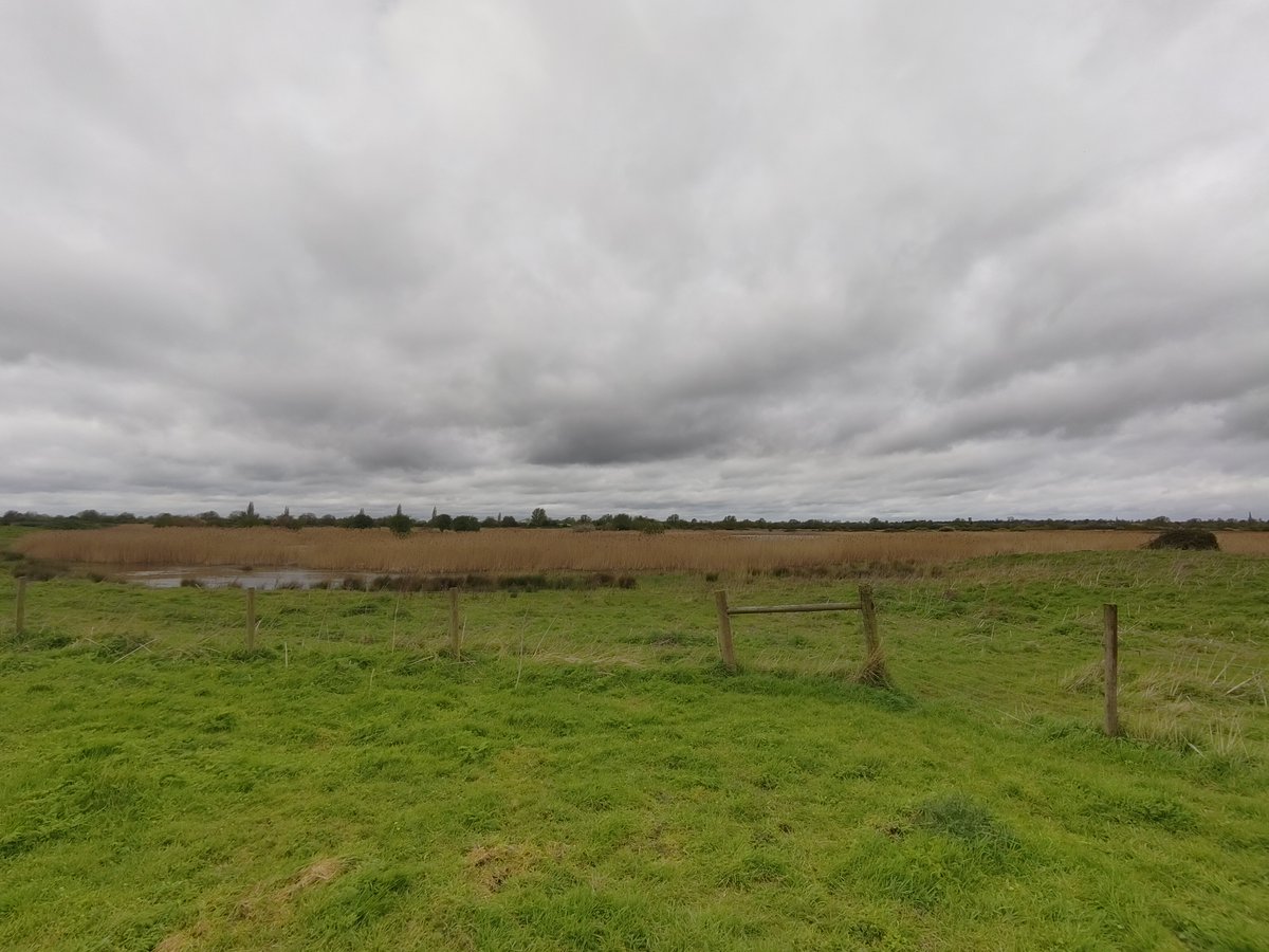 At RSPB Ouse Fen last week, we spotted: a Marsh Harrier, Great White Egret, Sandmartins; and heard Bearded Tits, Oyster Catchers and a booming Bittern! Don't forget to submit your sightings (plants and animals!) from the NLOW project: tinyurl.com/NLOW-Records #WildlifeSightings