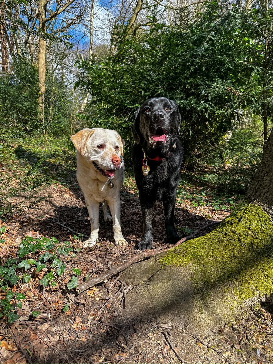 We had an early start this morning & managed a run in the woods before work. Hopefully this will help them both to be nice & calm for the rest of the day!