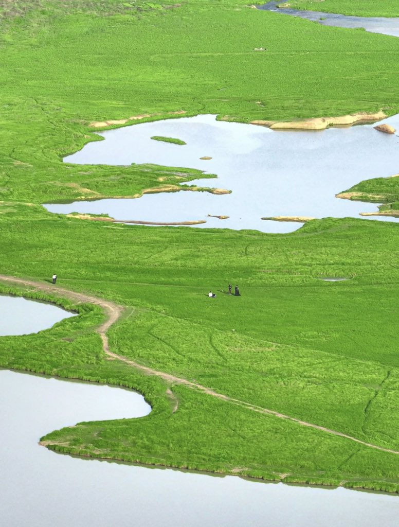 Immersed in a lush, verdant tapestry! The banks of Dongting Lake in #Yueyang, #Hunan are adorned with a vast, rolling expanse of emerald #grass, evoking the serene #grasslands of #InnerMongolia. (Photo Credit: Dopa)