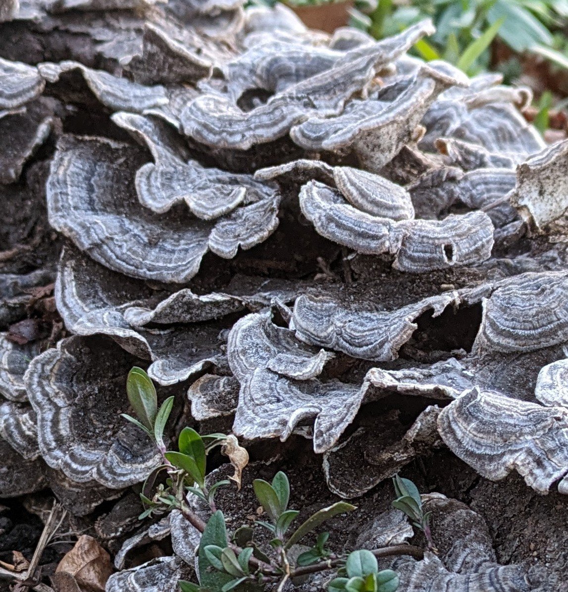 Turkey Tail mushrooms (Trametes versicolor) along the Harlem River #mushroom #fungi #turkeytail #harlem #newyork