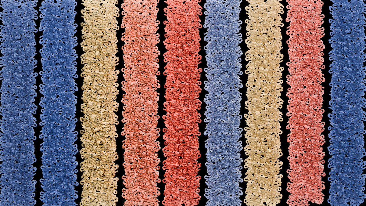 1/9 Our manuscript on type 1 pilus stability is finally out in @naturecomms! Our study reveals how bacteria assemble their highly stable type 1 pili. We show pili formed in vivo via the chaperone-usher pathway are up to 1000x more stable than those assembled in vitro.