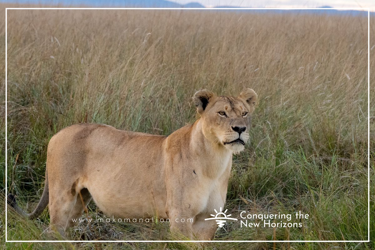 A beautiful young lioness in search of the other pride members...in a perfect pose 📍 Masai Mara - Kenya 2024