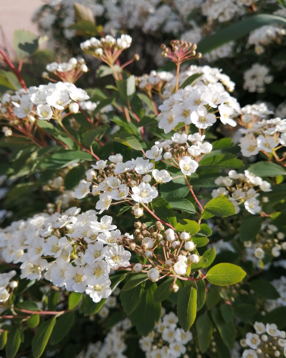 Flowers youtube.com/@victoriaart99 T.me/cutecatsanddog Instagram.com/photosnature_v… #TwitterNatureCommunity #NatureBeauty #FlowersOfTwitter #flowerphotography #FLOWER #nature #beautiful #VictoriaDay #spring #photooftheday #DAYS