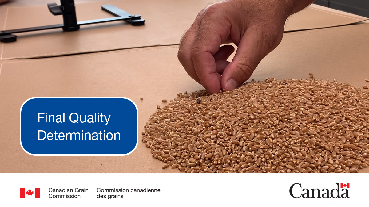 Need to send in a sample to the CGC for inspection services, incl. for a Final Quality Determination? Our I-106 form has been updated. It’s now easier for #WestCdnAg producers to choose grading factors they want inspected: ow.ly/CNwb50R9FJJ #CdnAg