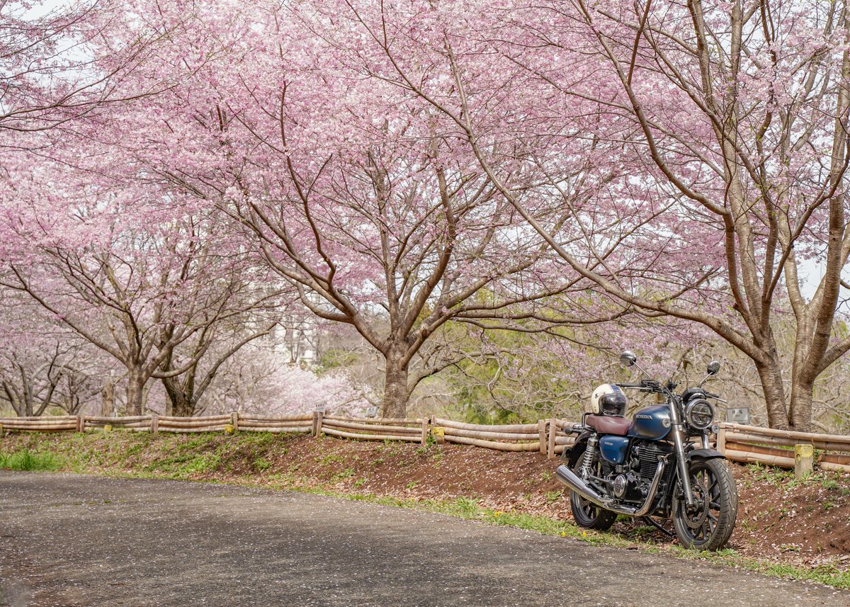#愛車と桜のコラボ写真を載せて5RTを目指せ
GB350と桜を見る会
