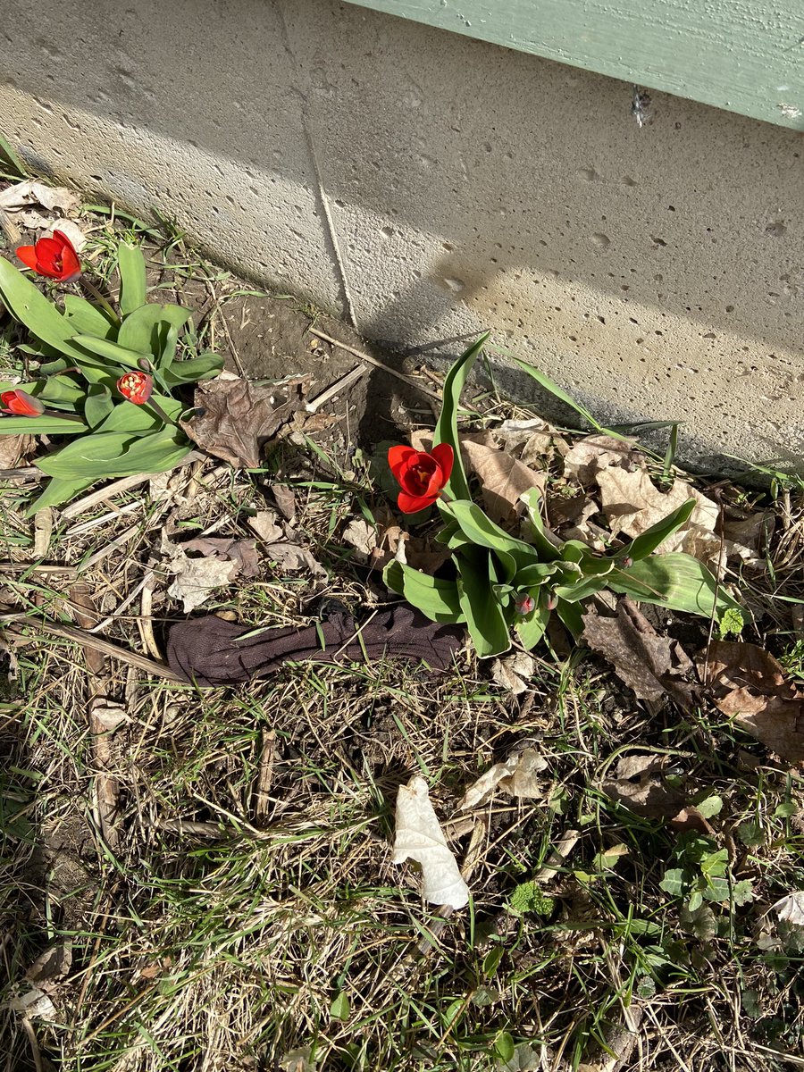 I snuck (dictionary says move in stealthy manner)outside by myself to see this tulip, the only one in bloom yet