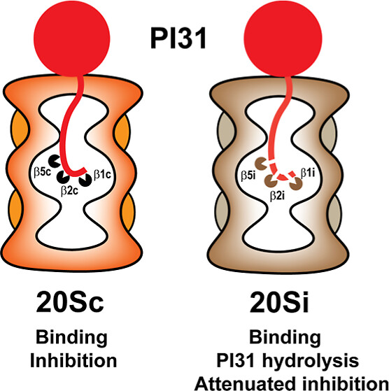 Recent results are helping to understand how PI31 inhibits the 20S #proteasome, but how general are these results? Wang, Kjellgren & DeMartino test PI31's ability to inhibit additional forms, finding surprising differences. pubs.acs.org/doi/10.1021/ac… @UTSWMedCenter #proteostasis