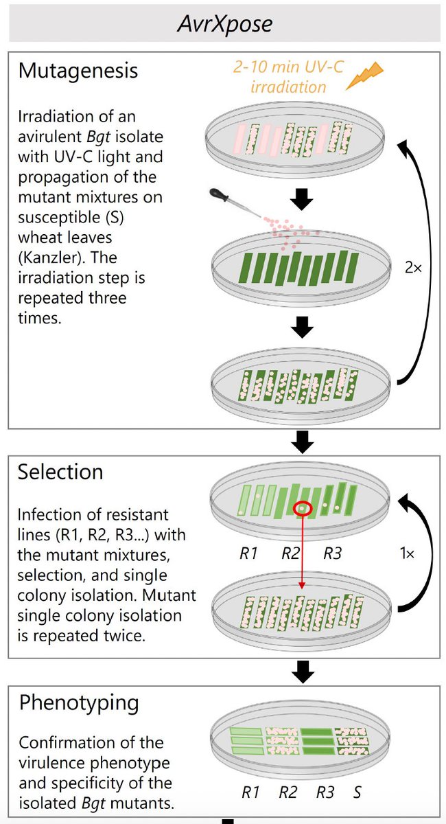 @z_bernasconi uses gain-of-virulence mutants on wheat powdery mildew resistance genes to identify avirulence genes. AvrXpose uses subsequent irradiation of an avirulent isolate with UV-C light on susceptible 🌾 leaves.
Read Here: doi.org/10.1094/MPMI-0…