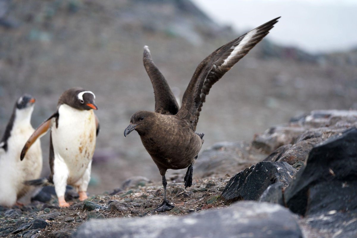 Un equipo científico internacional identifica la dispersión de la gripe aviar de alta patogenicidad a través de la Península Antártica La expedición, con investigadores del CSIC, halla aves muertas infectadas con el virus HPAI al norte del Mar de Wedell ➡️csic.es/es/actualidad-…