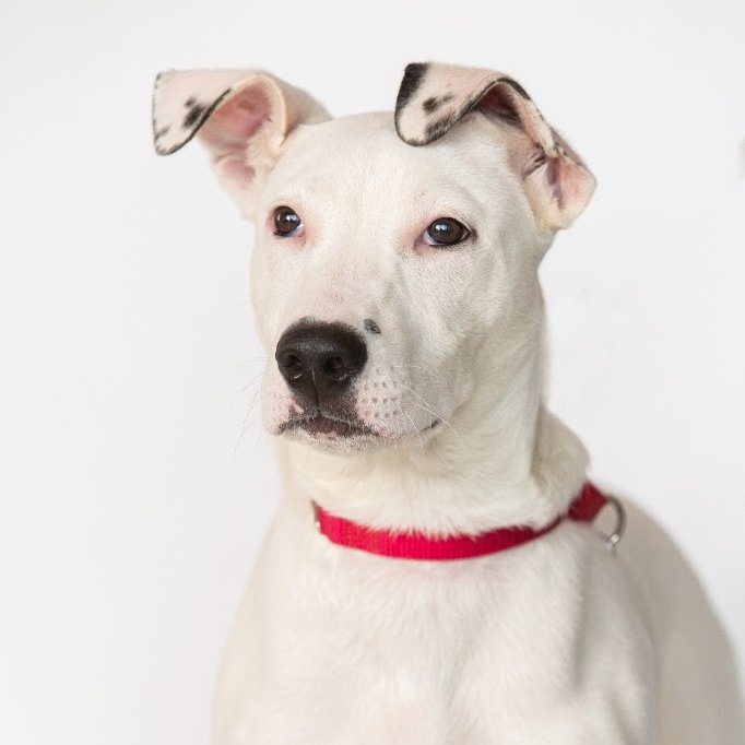 Meet Elara, a 6mo old mixed breed with boundless energy and a heart as big as the universe! Let's help @MetroDetAnimals find her a furever home! metrodetroitanimals.org/adopt-a-pet/ad… #adoptdontshop #dontshopadopt #famd #dogs
