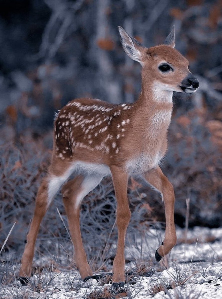 Good morning friends☀️💜🌸
I wish you a Monday full of energy and inspiration.🙏🏻🌲🌿🍁🦌🍂🐾