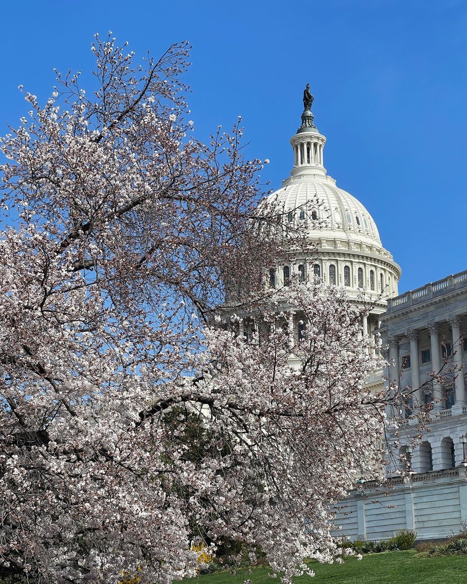 Two weeks after I came back from D.C. we have cherry blossom in upstate New York. Bring them into my living room and draw them.