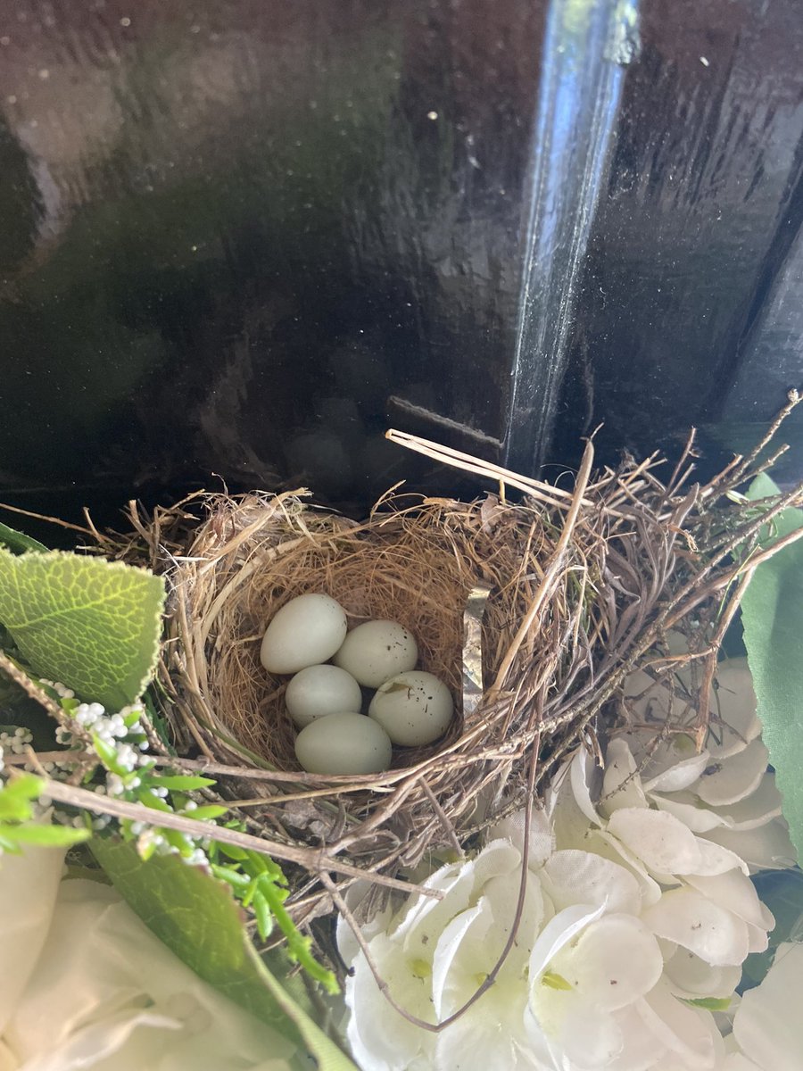 I opened our front door this morning and a bird flew away. I found this on top of our wreath! 🥰. Spring has sprung!