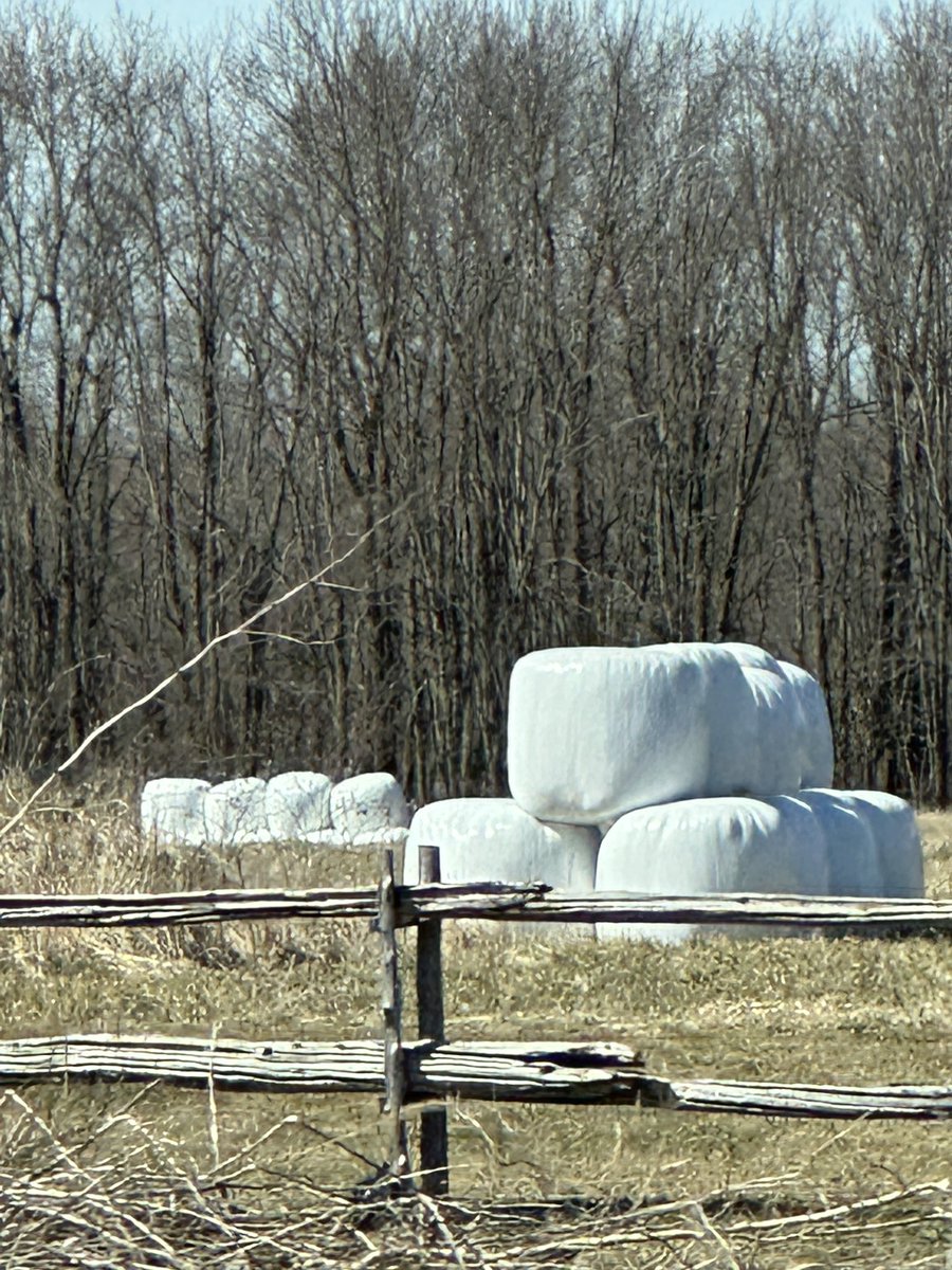 OOH! The jumbo marshmallow crop is almost ready!