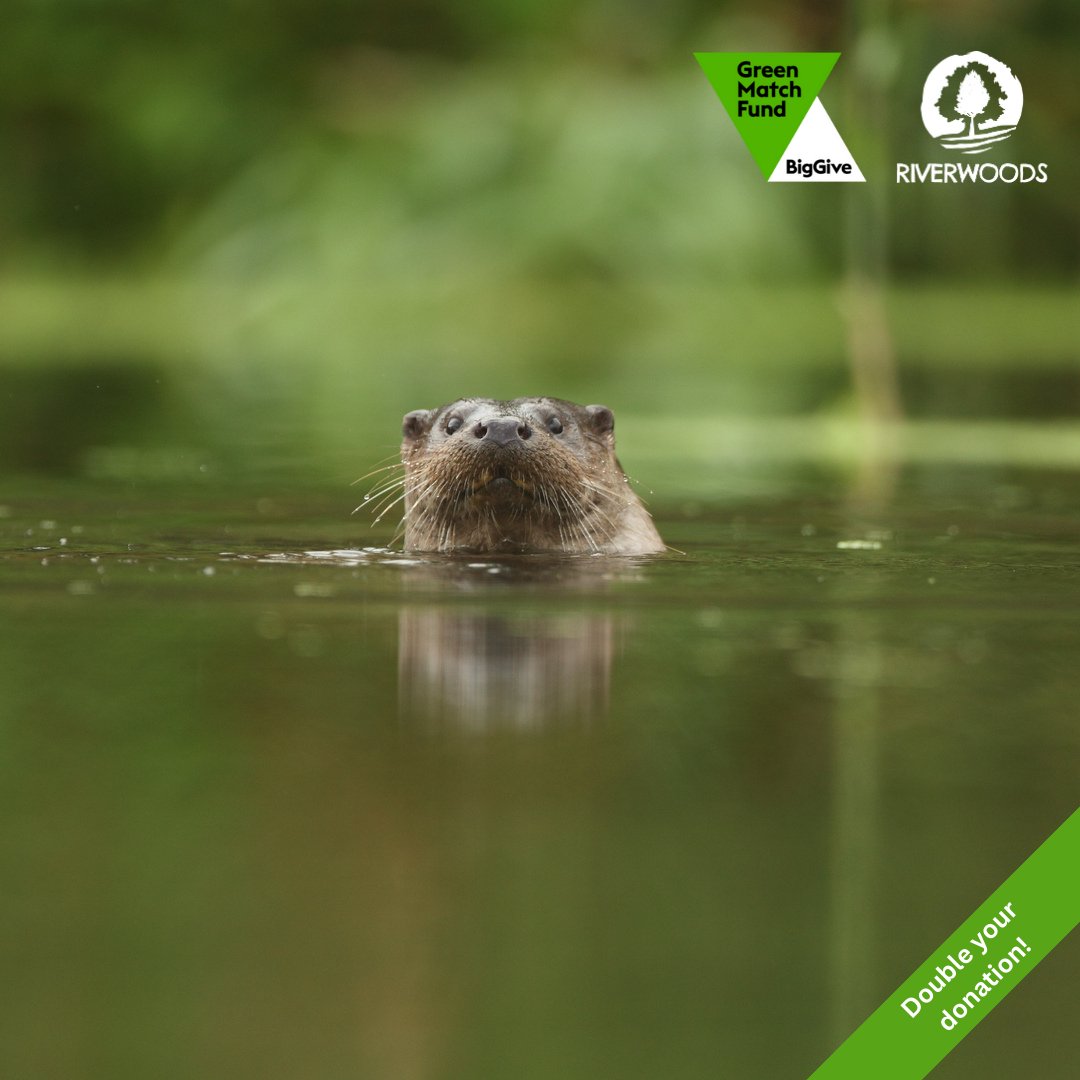 Riparian woodlands are vital for conserving riverside biodiversity – but they are under threat. 🚨 Double your impact for these vital habitats by donating to our Riverwoods appeal via @BigGive today. Give now: bit.ly/3vhUXUc 📸 Luke Massey/2020VISION