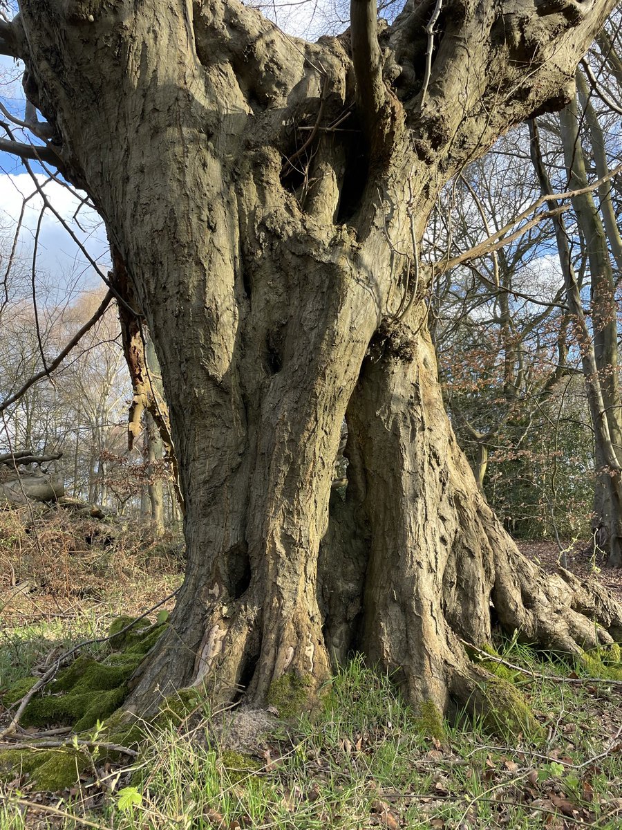 The rediscovered Brambly Hedge Hornbeam Tree soaking up the spring sunshine in Epping Forest.