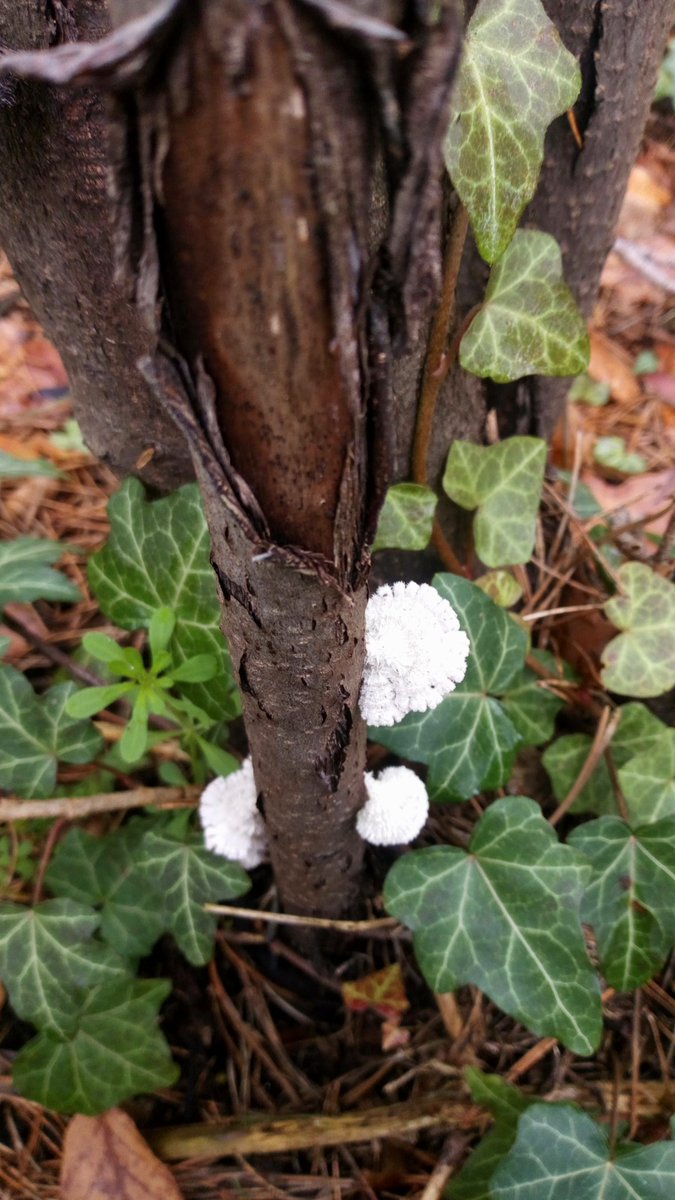 LX8111's tweet photo. #GemeinerSpaltblättling #SchizophyllumCommune #SplitGill #Pilze #Mushroom #Fungi #MushroomMonday https://t.co/ikYdy0NGk8