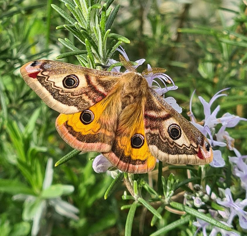 Nick_e_Robinson's tweet photo. Nice male emperor moth in to the lure in my #SouthNorwichGarden at 14:40h, today, 8th April 2024. #Moths #Moffs #MothMatter https://t.co/Exl74btH3g