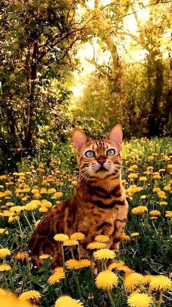 Good afternoon friends 🧡🌻 Pinterest 📷