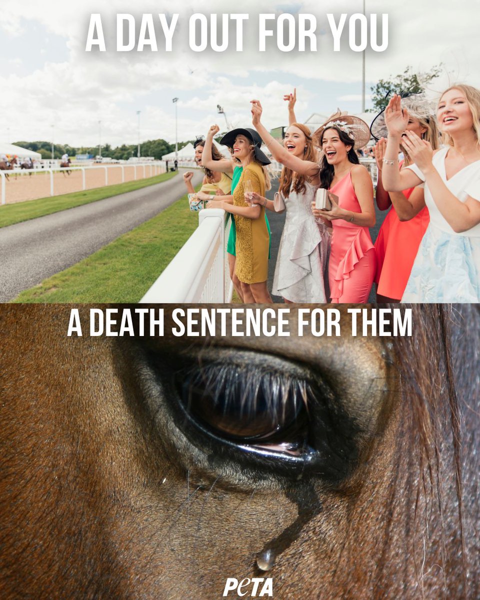 Behind the glamour, there's a darker reality. Did you know that 63 horses have died due to racing at the Grand National festival since 2000. No living being should face these odds. #YouBetTheyDie #GrandNationalDisgrace