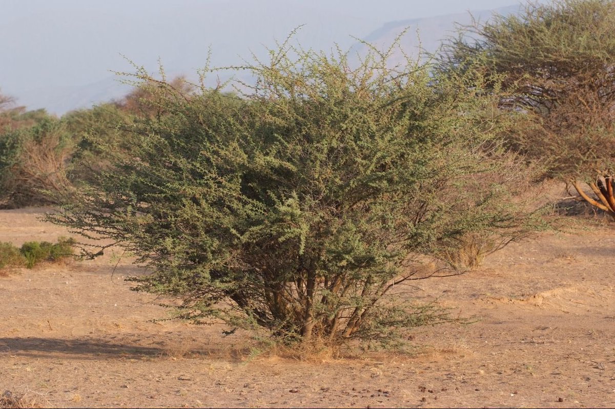 _omanprojects's tweet photo. 🇴🇲🇴🇲
3 مراسيم سُلطانيَّة..

🔻إنشاء محمية #الظاهرة الطبيعية..
🔻إنشاء محمية واحة #البريمي الطبيعية..
🔻إنشاء محمية #الجبل_الغربي الطبيعية.. https://t.co/LIM7t2oilJ