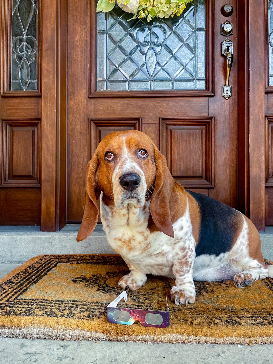 From puppyhood, to shining brighter than the sun! 😎 ☀️ #solareclipse #eclipse #brightereveryday #throwback #babyelmer #thenandnow #bassethound