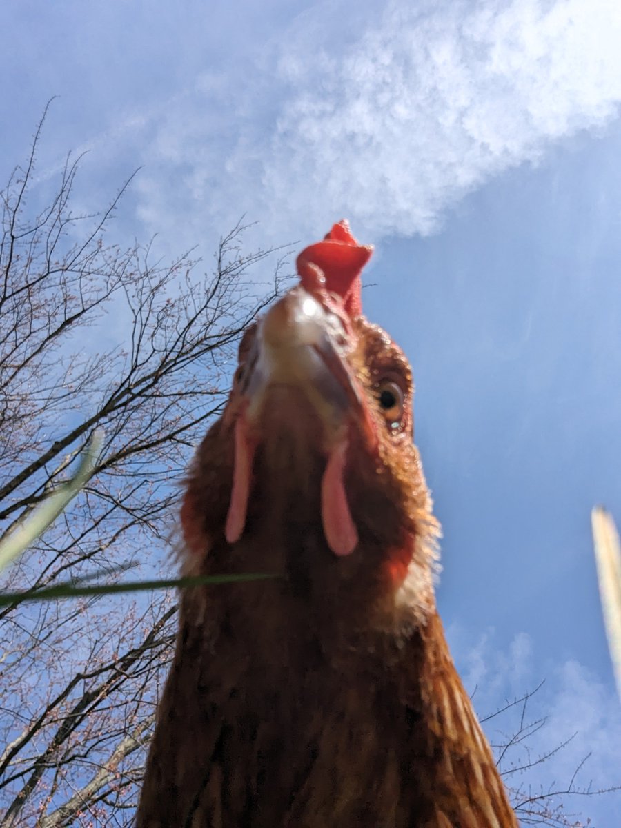 I don't want to jinx it, but it's #Eclipse2024 and Ohio is mostly cloudless. I am astounded.  I'm going to watch it with my family, and probably this chicken. #OH12