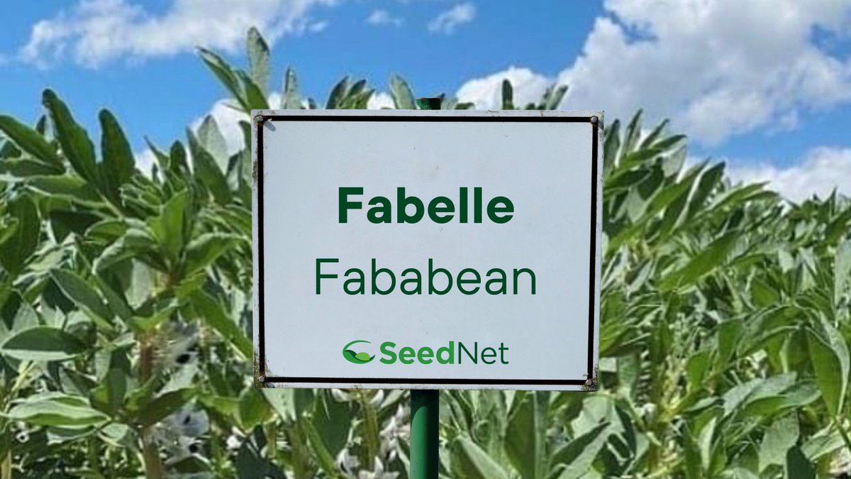 Why should you grow Fabelle Fababeans?

✅ Medium sized faba bean
✅ Low tannins and low vicine/convicine
✅ Fits well in the growing food and feed markets
✅ High yields and good standability

Find a dealer near you by visiting seednet.ca/fabelle