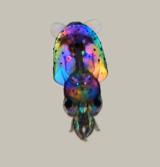 Marine Biological Laboratory (MBL) tweet media