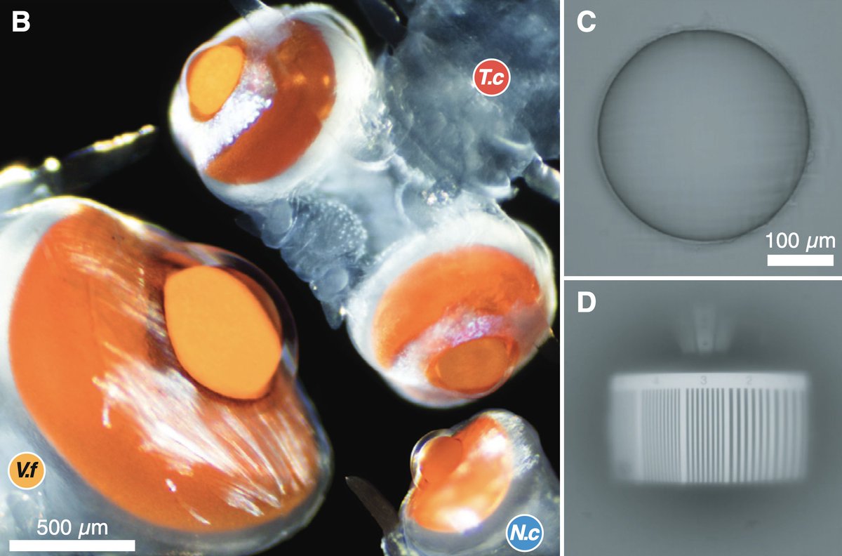 New paper on the wonderful googly eyes of alciopid worms out now in @CurrentBiology! We found that alongside vertebrates, arthropods, and cephalopods, this group of polychaetes is capable of high-resolution vision - but mysteries remain...🪱👀 sciencedirect.com/science/articl…