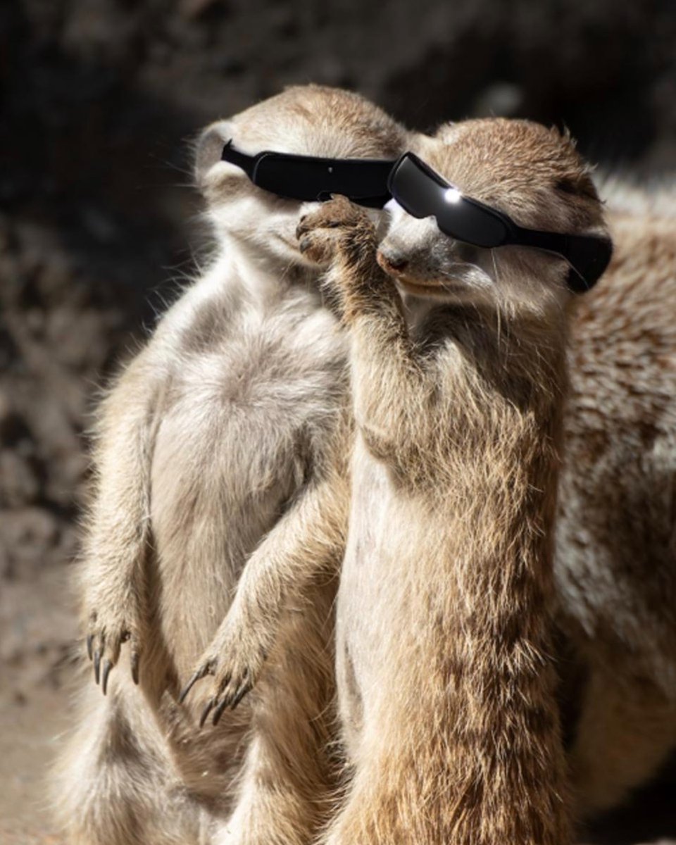 Friends don't let other friends look directly at the sun. If you're in Los Angeles, remember to put on your eclipse glasses during today's partial solar eclipse. 😎 #SolarEclipse #MeerkatMonday