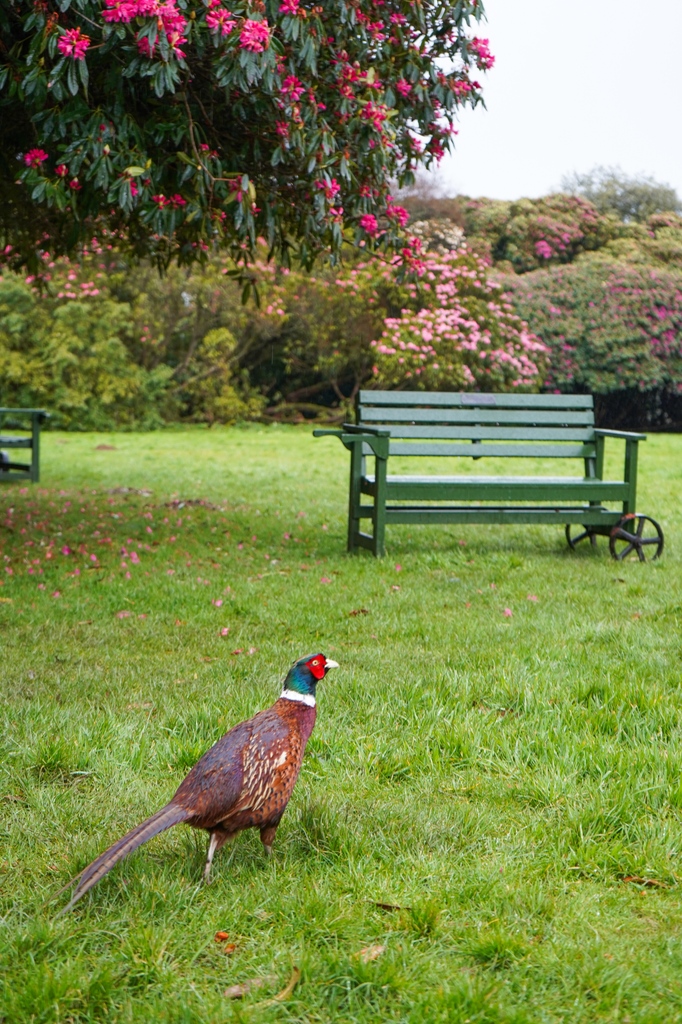 Even the pheasants have been enjoying our Rhododendron and Camellia trail. Have you seen the incredible blooms on Flora's Green yet? 🌸