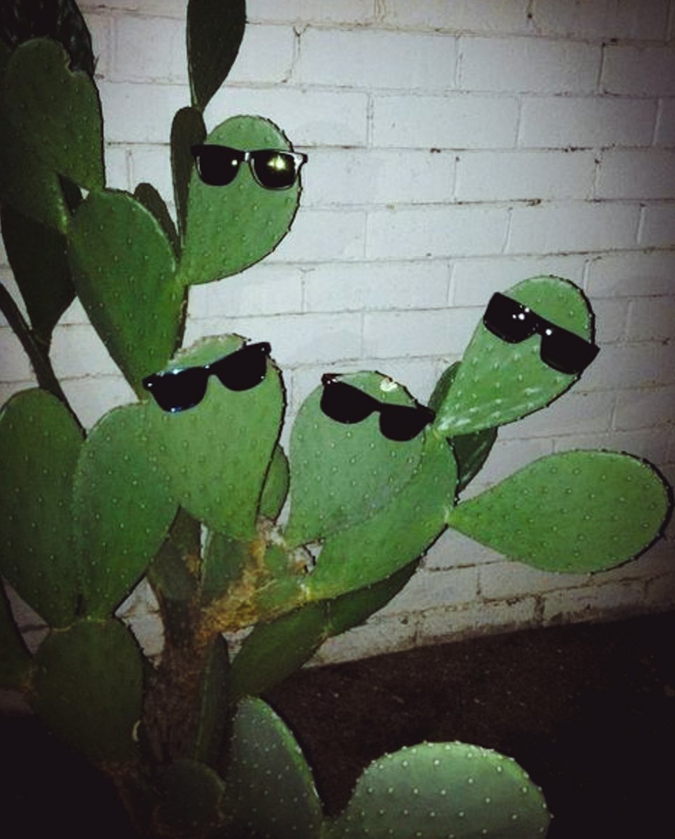 Don't be a starry eyed stoner... remember your glasses #eclipse #2024 #totality

Location: Carbondale, IL