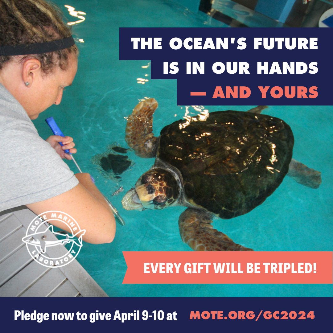 Pledge today to support #MoteMarineLab during the #GivingChallenge2024 starting at 1️⃣2️⃣ tomorrow and #BeTheOne to lend a helping hand! 💪🌊 Easy Ways to Give: 👏 Pledge your gift at mote.org/pages/gc2024#P… 👏 Pledge your gift by 📞 (941) 388-4441, ext. 309 #oceanconservation