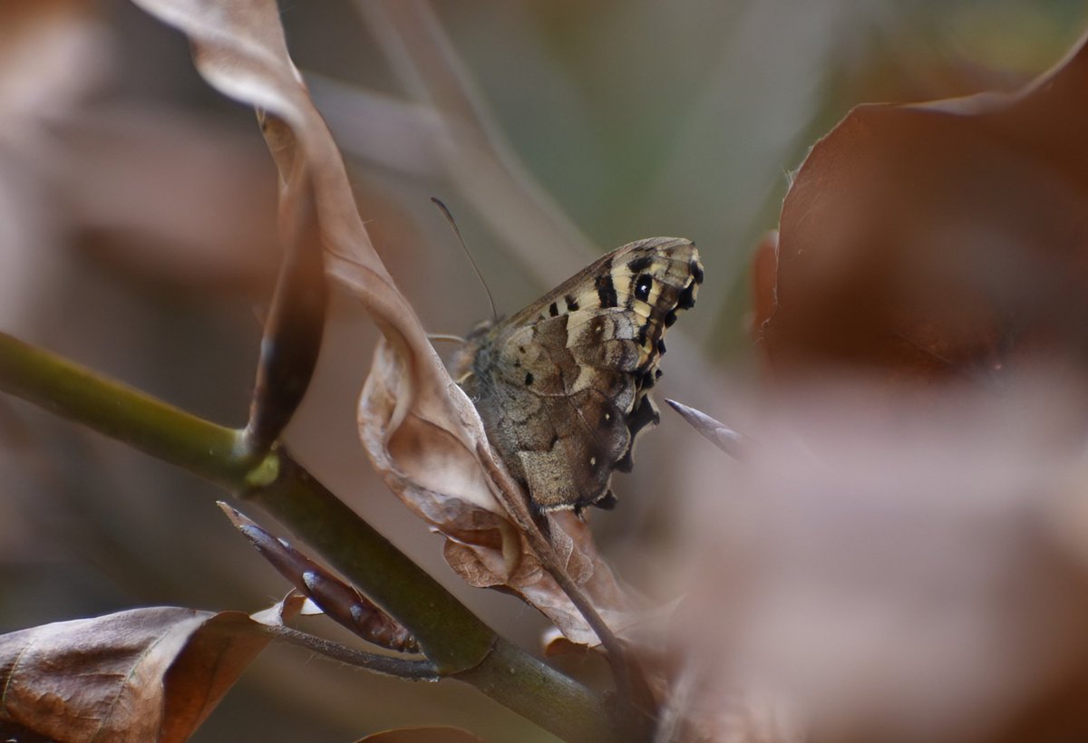 Speckled Wood sheltering in the garden this afternoon.
Sawston
@bc_cambs_essex