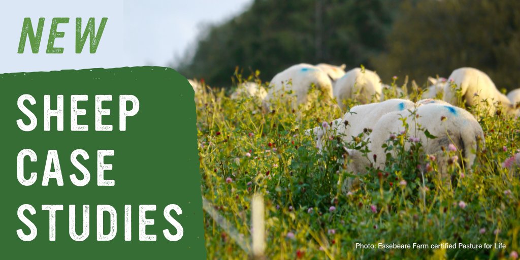 Are you a sheep farmer looking to move towards a pasture-fed system? 🐑 Our new #Sheep Case Studies showcase how sheep farmers across different regions of the UK, each with unique farming systems, soil types, and flock sizes, all farm 100% pasture-fed. pastureforlife.org/biodiversity/d…