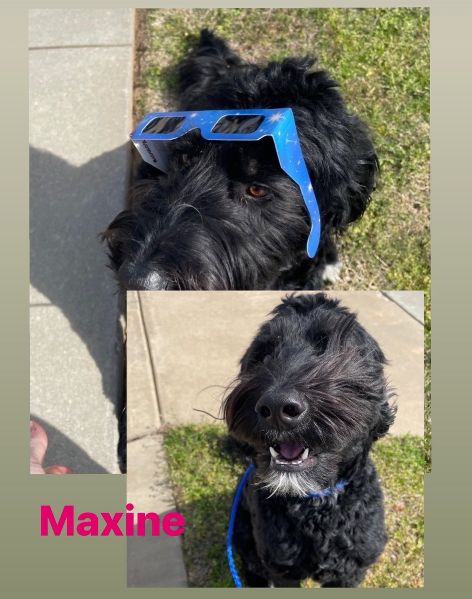 Maxine would like to forgo the eclipse glasses & use her natural hair. 🐶🐾❤️ #bernedoodle #dogwalk #dogwalker #lowellarkansas #nwa #petsitco