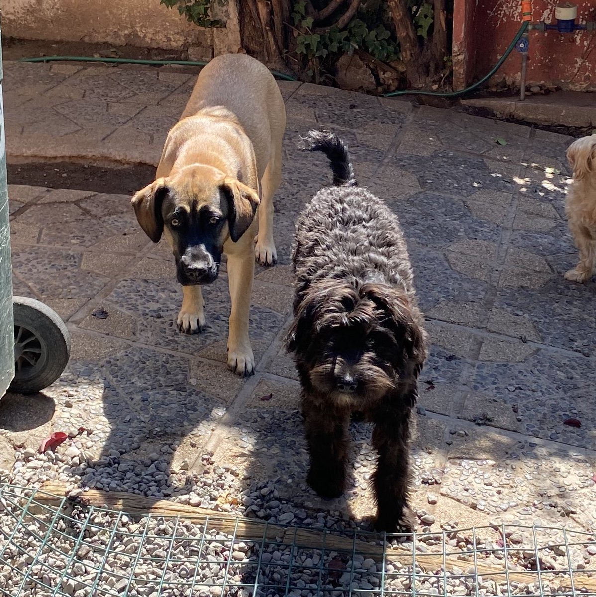 Anoche nos sentamos con pepy Antonia a leer todos sus mensajes de amor, pero ninguno de una familia que la quiera adoptar 😕
Lo mismo con Bellotita llevamos con ella casi un año y en todo este tiempo sólo una persona ofreció adoptarla pero jamás se concretó 🥹