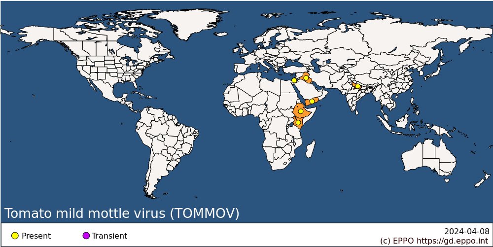 A new EPPO datasheet on Tomato mild mottle virus is available: gd.eppo.int/taxon/TOMMOV/d… This virus affects tomato and eggplant is transmitted by the whitefly Bemisia tabaci. It only occurs in a limited number of countries Thanks to @NatasaMehl70841 @NIB_FITO_SI